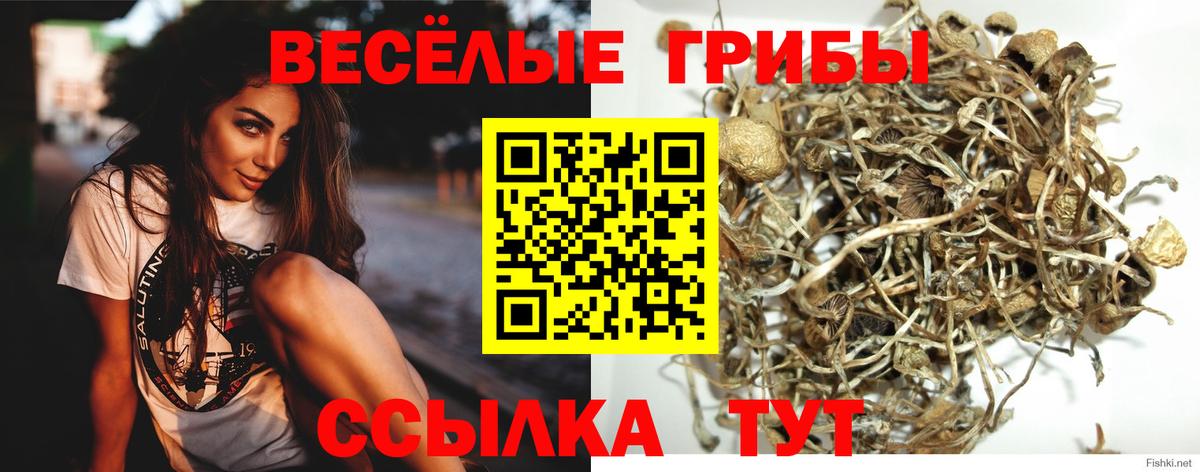 Ефремов  Псилоцибиновые грибы Cubensis  Вход с VPN 